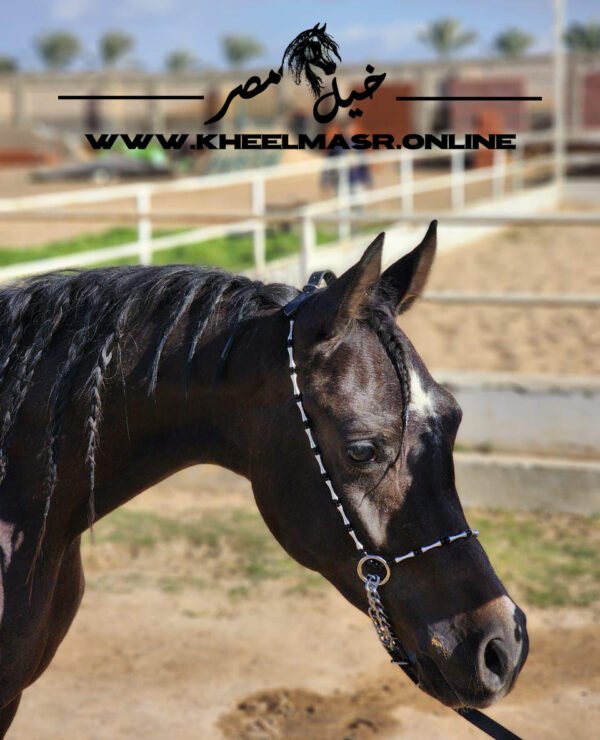 رشمه عرض " خيل مصر " اسود في فضي - Image 2
