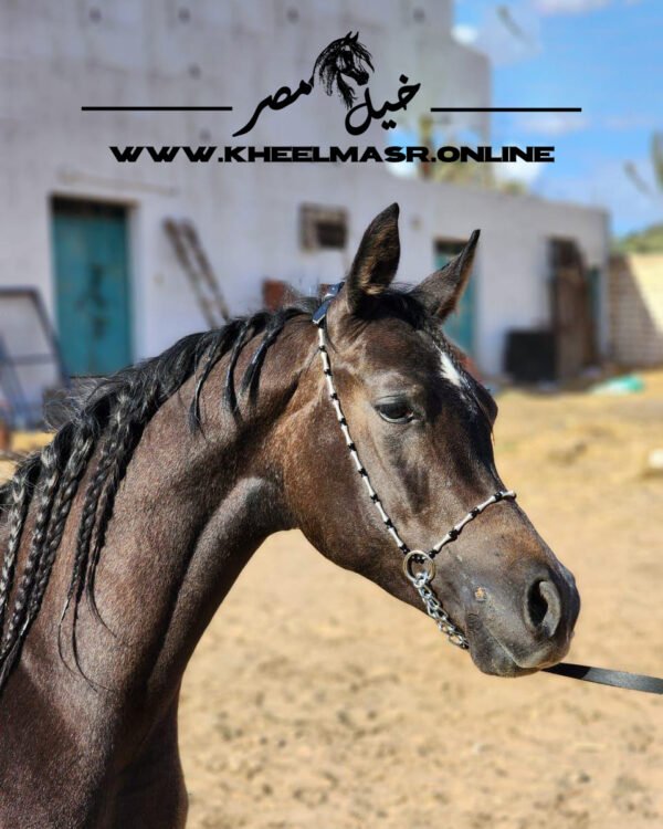 رشمه عرض " خيل مصر " اسود في فضي - Image 4