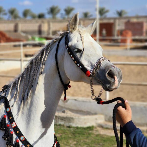 طقم صوف للخيول العربيه ( اسود )