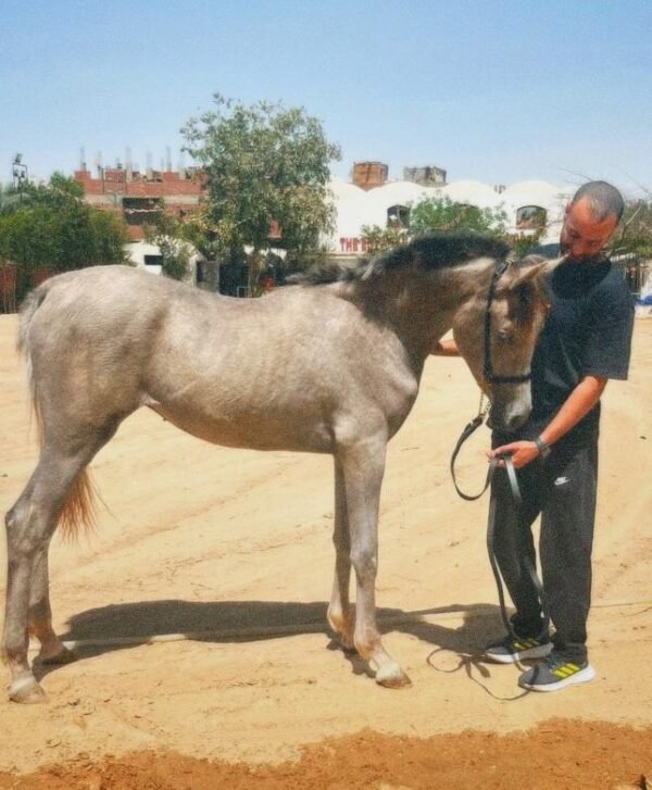 رشمه عرض جلد طبيعي - Image 4
