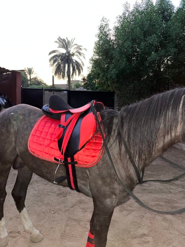 Black in Red edition Riding saddle سرج ركوب اسود في احمر - Image 4