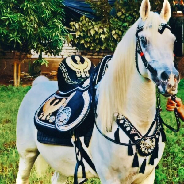black gold plated eagle saddle سرج اسود نسور