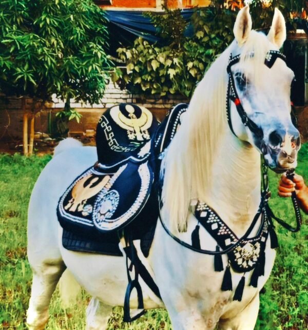 black gold plated eagle saddle سرج اسود نسور - Image 2