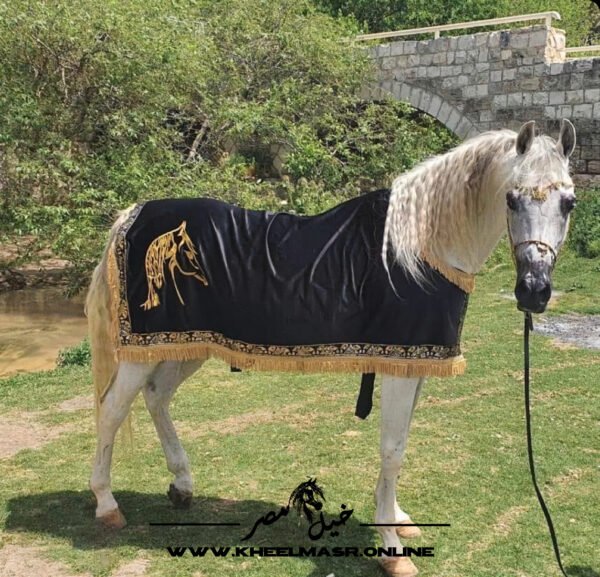 Horse customized blanket جلال عموله للخيل