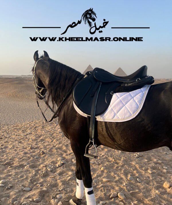 leather Riding Saddle full set سرج ركوب ب مشتملاته - Image 3