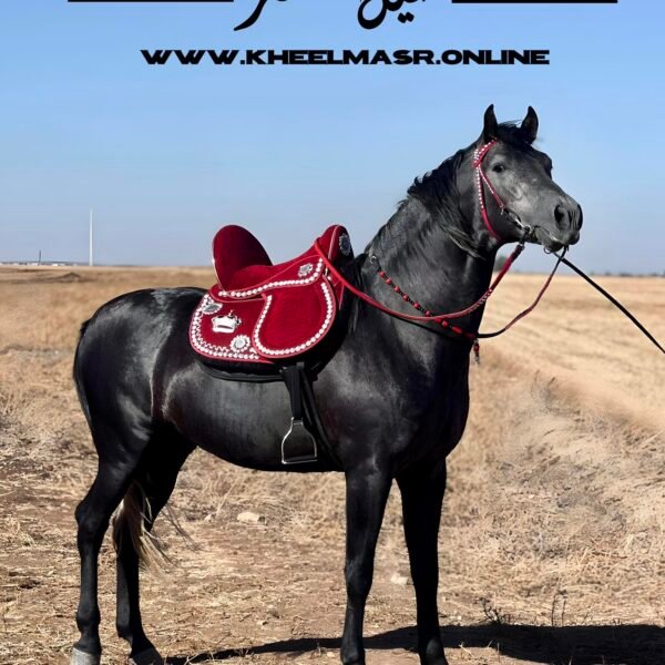 Red silver plated سرج احمر بالنحاس المطلي فضه