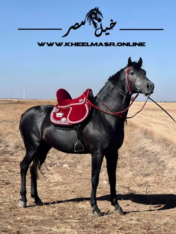 Red silver plated سرج احمر بالنحاس المطلي فضه - Image 2
