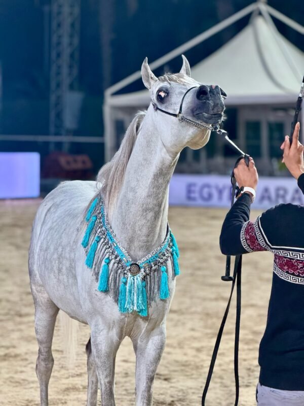 Arabian horse show full set طقم زينه و عرض