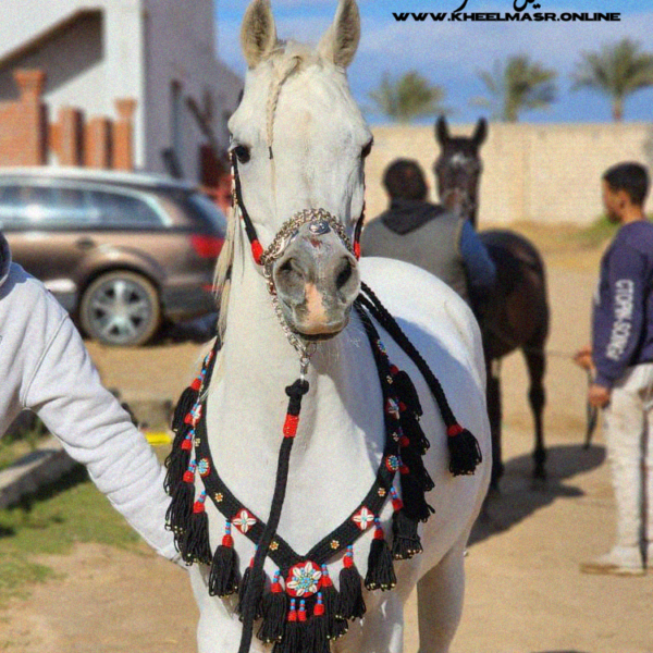 طقم صوف زينه اسود