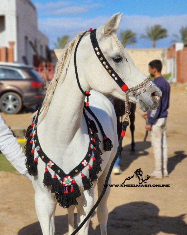 طقم صوف زينه اسود - Image 3