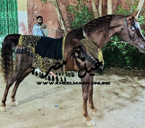 arabian horse abaya عبايه جمال للخيل العربي