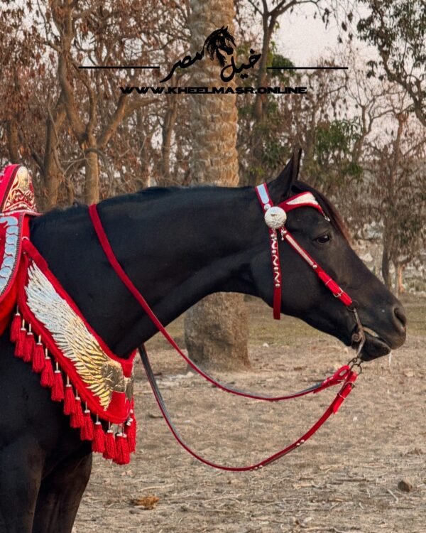 سرج عربي بالنحاس المطلي فضه - Image 7