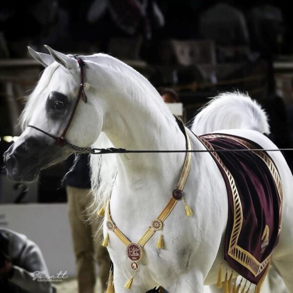 عبايه مرشحه و صدريه ب تصميم اسم المزرعه